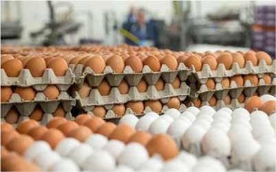 Egg Exports